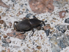 Cosmopolites sordidus