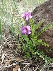 Astragalus agrestis