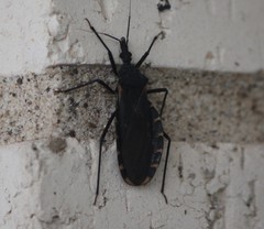 Triatoma gerstaeckeri