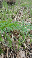 Angelica atropurpurea
