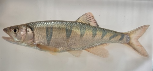 Malagarasi minnow (Opsaridium splendens) — Cyprinidae