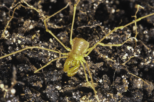 Cave Trinon Harvestman