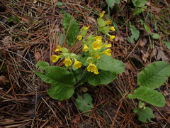 Primula veris macrocalyx