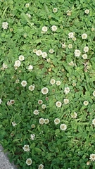 Trifolium repens