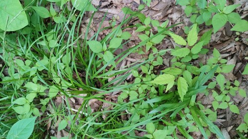 Carex bostrychostigma iNat (1)