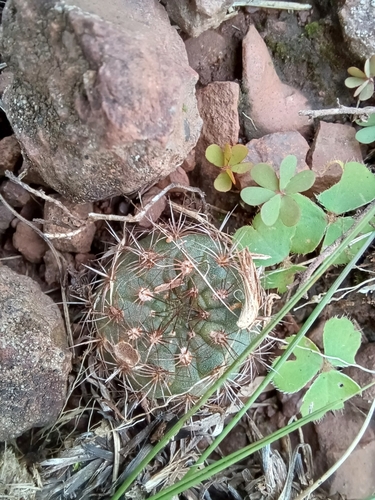Image of Frailea pumila by (c) Agustina Medina, some rights reserved (CC BY)