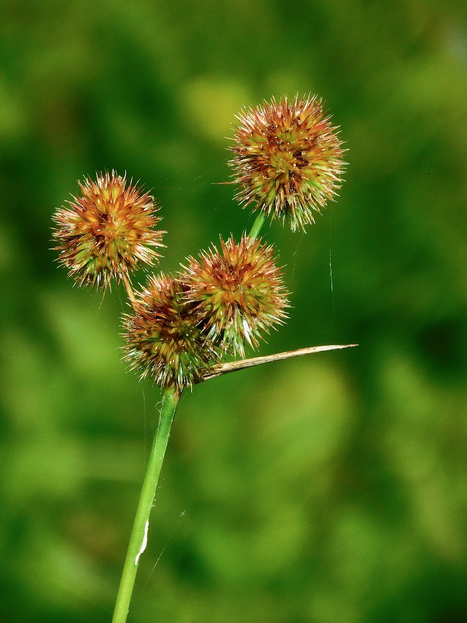 Juncus brachycarpus
