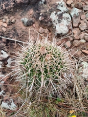 Parodia mammulosa