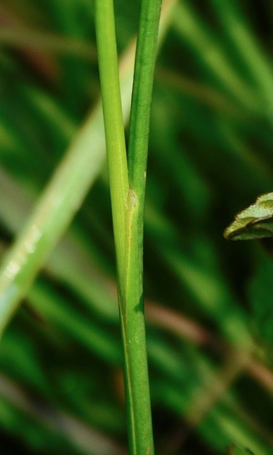Image of Juncus brachycarpus by (c) Michael J. Papay, some rights reserved (CC BY)