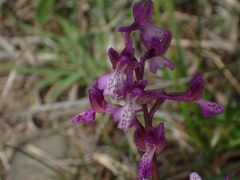 Anacamptis morio caucasica