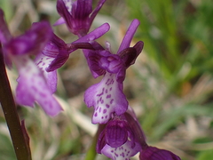 Anacamptis morio caucasica