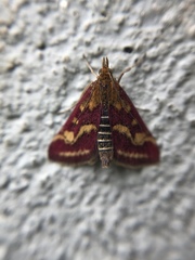 Pyrausta ostrinalis