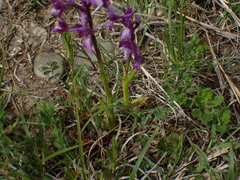 Anacamptis morio caucasica