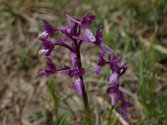 Anacamptis morio caucasica