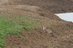 Vulpes corsac