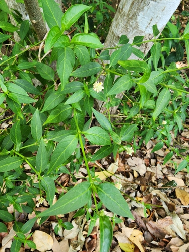 Image of Alternanthera flavescens by (c) Scott Allen Davis, some rights reserved (CC BY)
