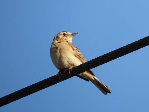Pipit rousseline