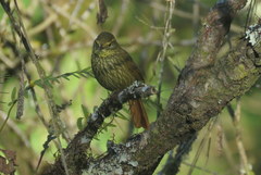 Syndactyla rufosuperciliata