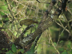 Syndactyla rufosuperciliata