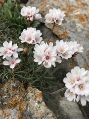 Armeria maritima maritima