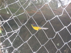 Myioborus brunniceps