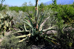 Agave asperrima