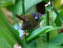 White-Eared Tailorbird photo 5