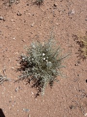 Australian Bindweed (Convolvulus oxyphyllus)