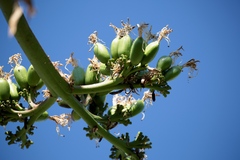 Agave asperrima