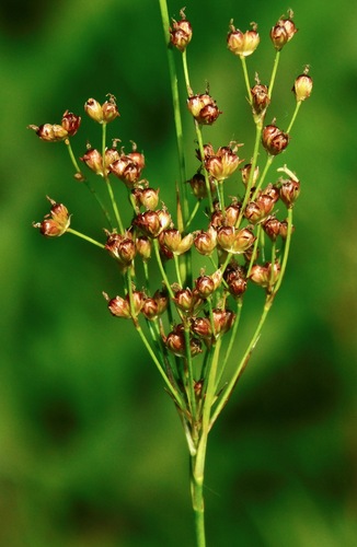 bog rush (Juncus biflorus)