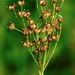 Large Grass-leaved Rush - Photo (c) Michael J. Papay, some rights reserved (CC BY), uploaded by Michael J. Papay