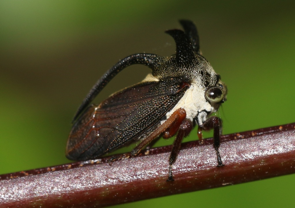 Maarbarus