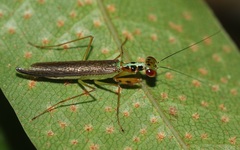 Hapalopezella maculata