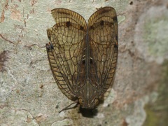 Nogodinidae