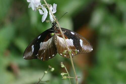 White-banded Swallowtail
