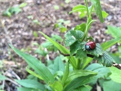 Chrysomela populi