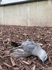 Dumetella carolinensis