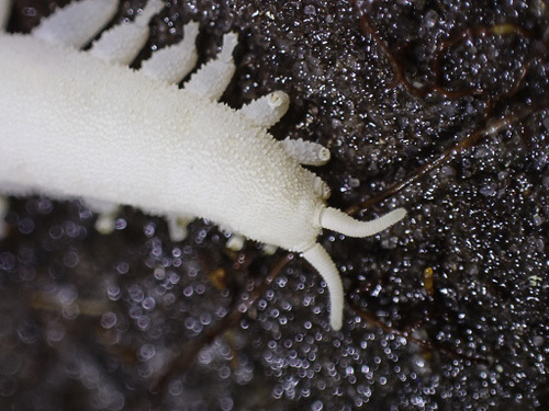 Velvet worm