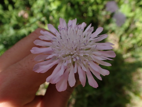 Knautia integrifolia (Knautia integrifolia)