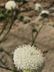 Chaenactis artemisiifolia