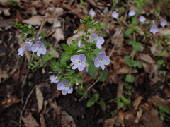 Veronica peduncularis