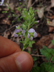 Veronica peduncularis