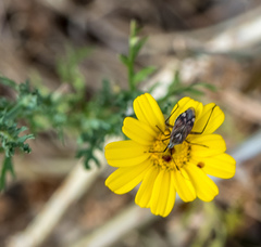 Closterotomus histrio