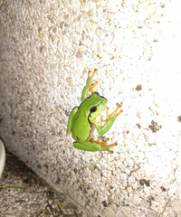 Hyla molleri