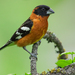 Black-headed Grosbeak - Photo (c) Andrew Thomas, some rights reserved (CC BY-NC), uploaded by Andrew Thomas