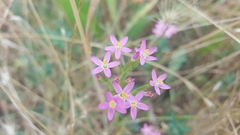 Zeltnera muehlenbergii