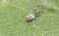 Eucarazzia elegans