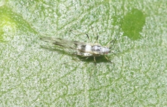 Eucarazzia elegans