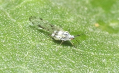 Eucarazzia elegans