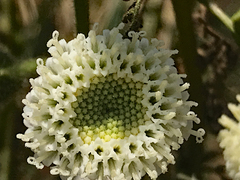 Chaenactis artemisiifolia